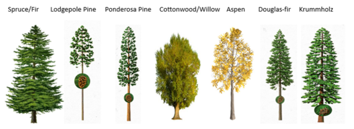 Tree Types